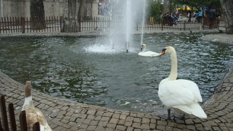 Kuğulu Parkı — Ankara'nın merkezindeki kuğular