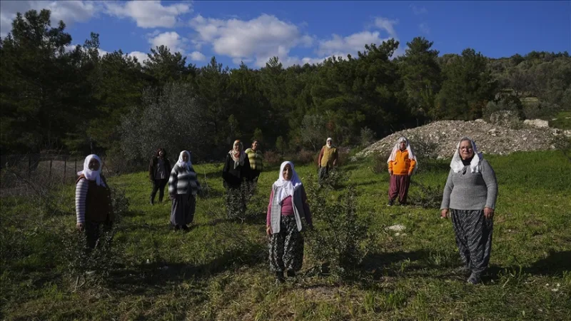 Die Frauen der Halbinsel haben ihr Naturerbe, den Mastixbaum, wiederbelebt