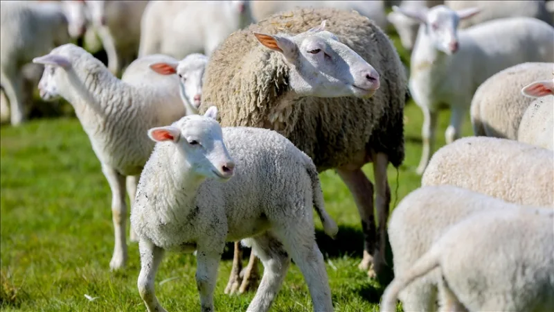 החלה ההרשמה לפרויקט 