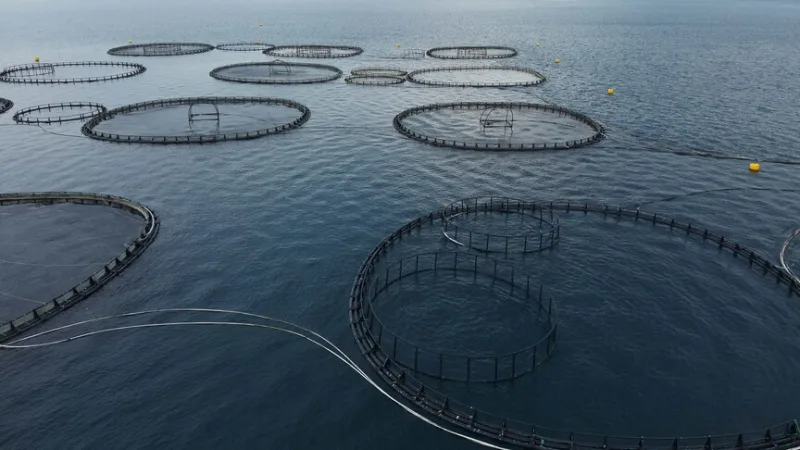 Muğlasta vietiin ensimmäisellä vuosineljänneksellä kalaa 198 miljoonan dollarin arvosta