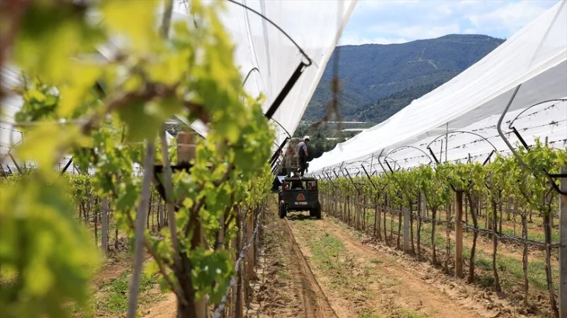A manisai termelők „jégesővédő hálóval” védik szőlőültetvényeiket