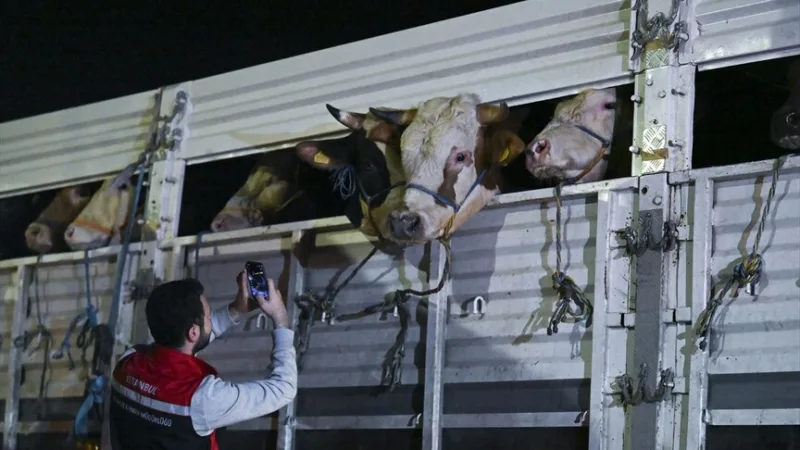 Ya han comenzado a llegar a Estambul los animales destinados al sacrificio